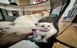 Ragdoll cats for sale: Gorgeous Litter of ragdolls ready 10/10/25 - Image 20
