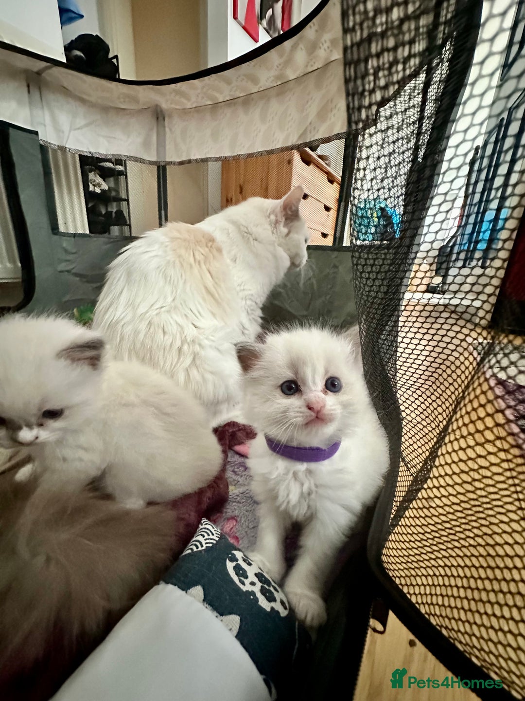 Ragdoll cats for sale: Gorgeous Litter of ragdolls ready 10/10/25 - Image 20