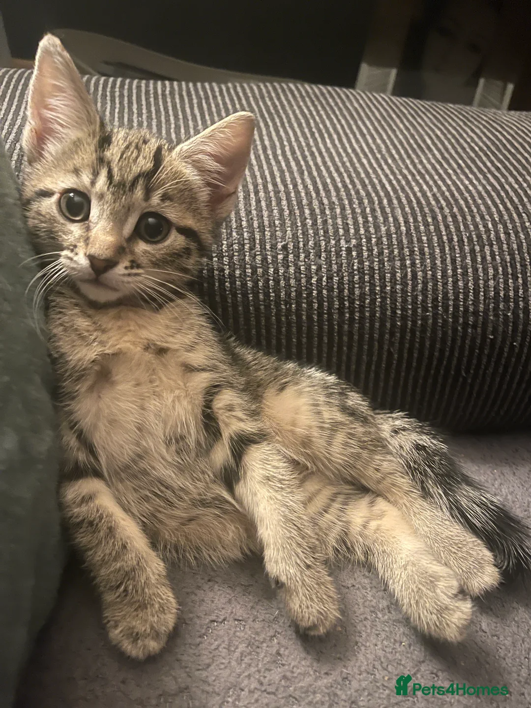 Mixed Breed cats for sale: Ready for my forever hime - Advert 2