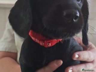 Mixed Breed dogs Labradoodle x dachshund - Advert 11