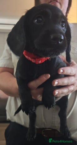 Mixed Breed dogs - Advert 16