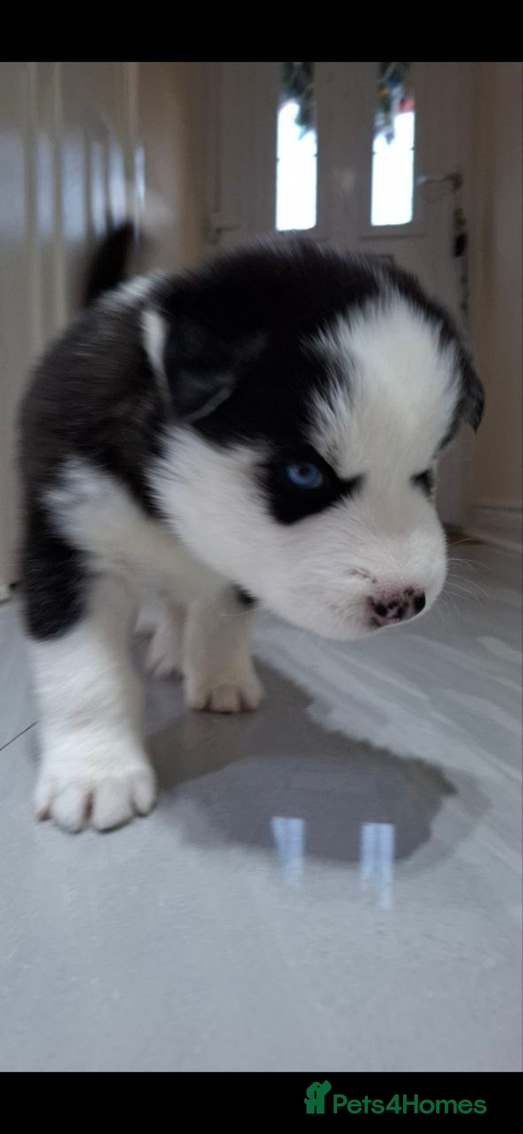 Siberian Husky dogs for sale: Siberian Huskies 1 Male 4 Female - Advert 36