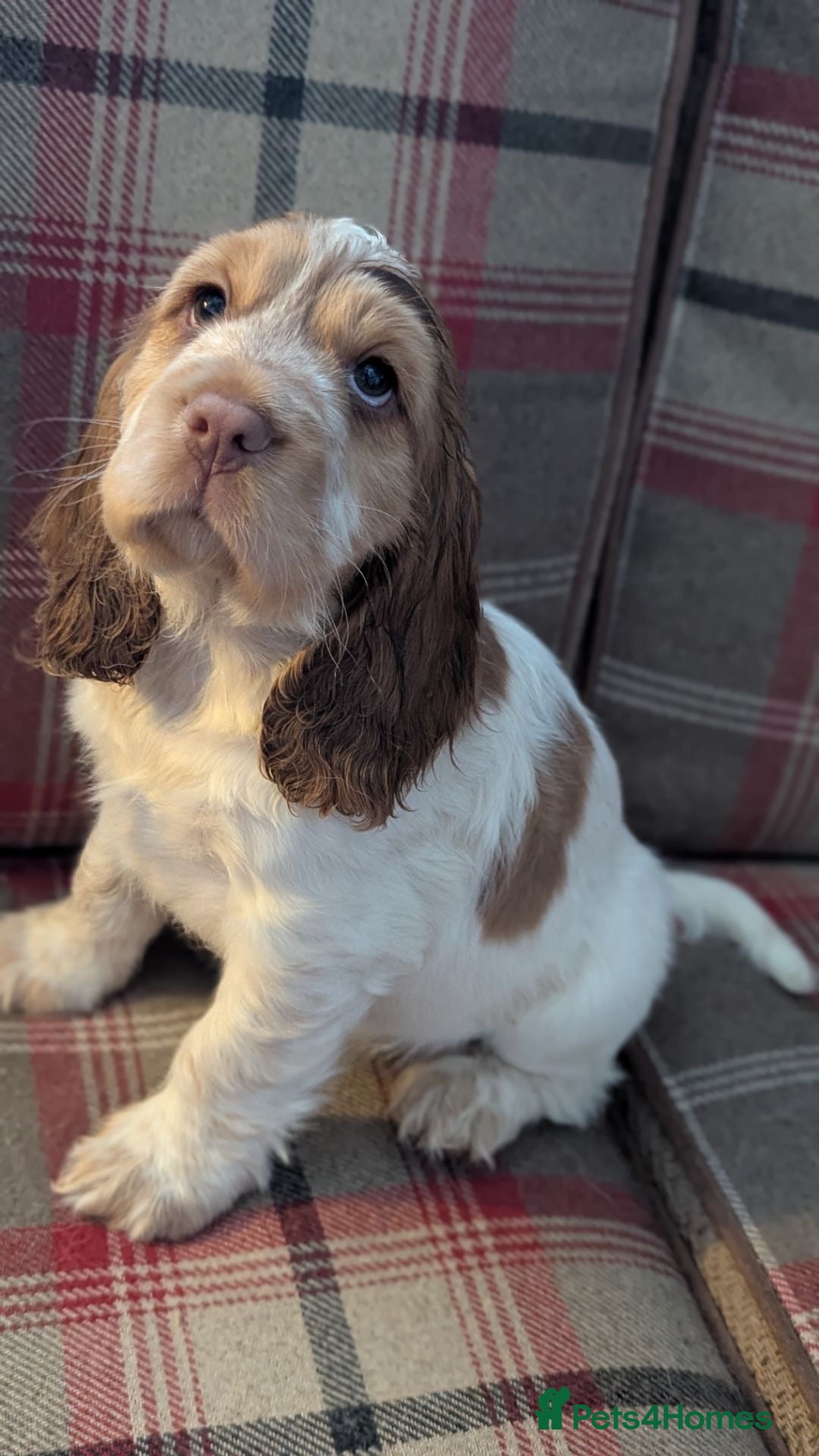 Cocker Spaniel dogs ! one left ! Show Type cocker spaniel  - Advert 15