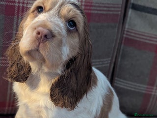 Cocker Spaniel dogs ! one left ! Show Type cocker spaniel - Advert 10