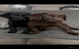 Labrador Retriever dogs for sale: Labrador puppies  - Image 2
