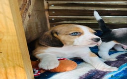 Beagle dogs for sale: Purebred Beagle puppies - 6 available  - Advert 2