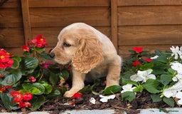 Cocker Spaniel dogs for sale: 2 beautiful working cocker spaniel pups  - Image 17