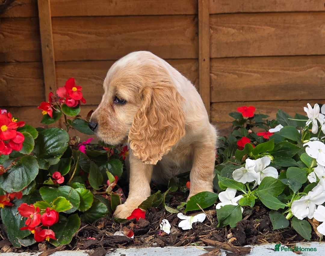 Cocker Spaniel dogs for sale: 2 beautiful working cocker spaniel pups  - Image 17