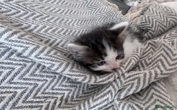 Mixed Breed cats for sale: Mix breed kittens  - Image 3