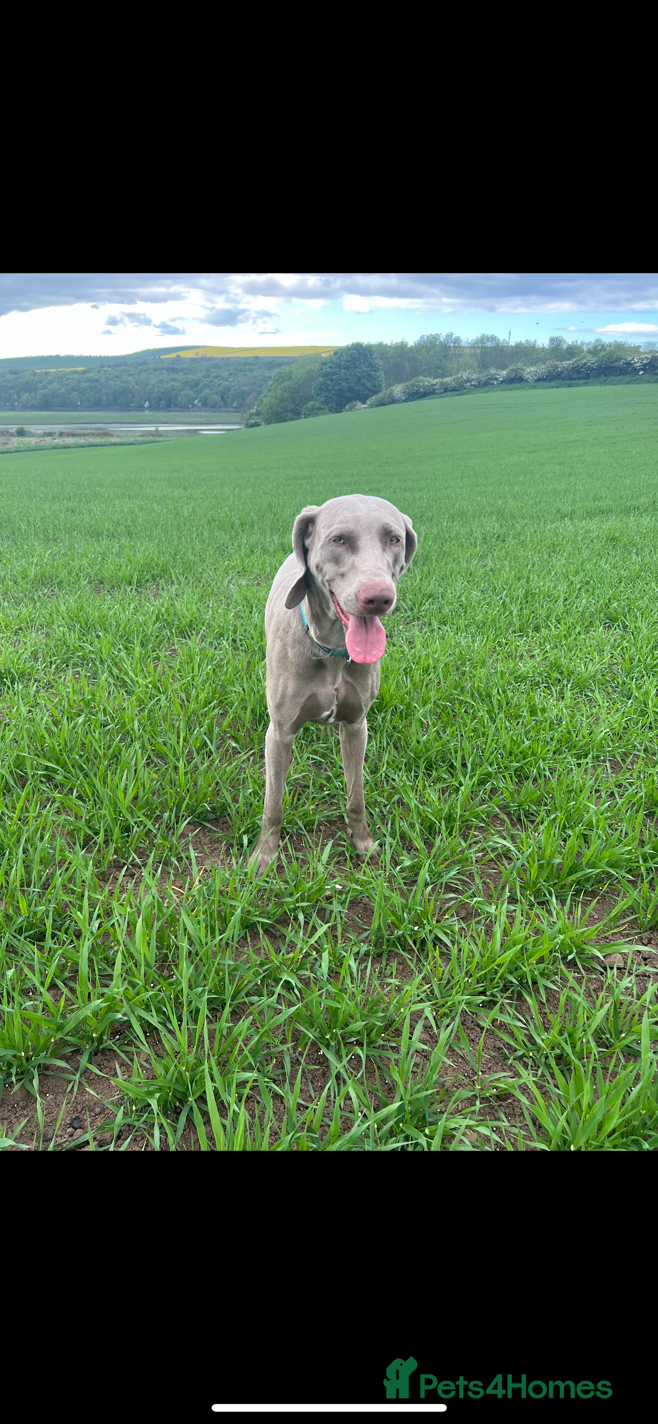 Weimaraner dogs Weimaraner for STUD  - Advert 3