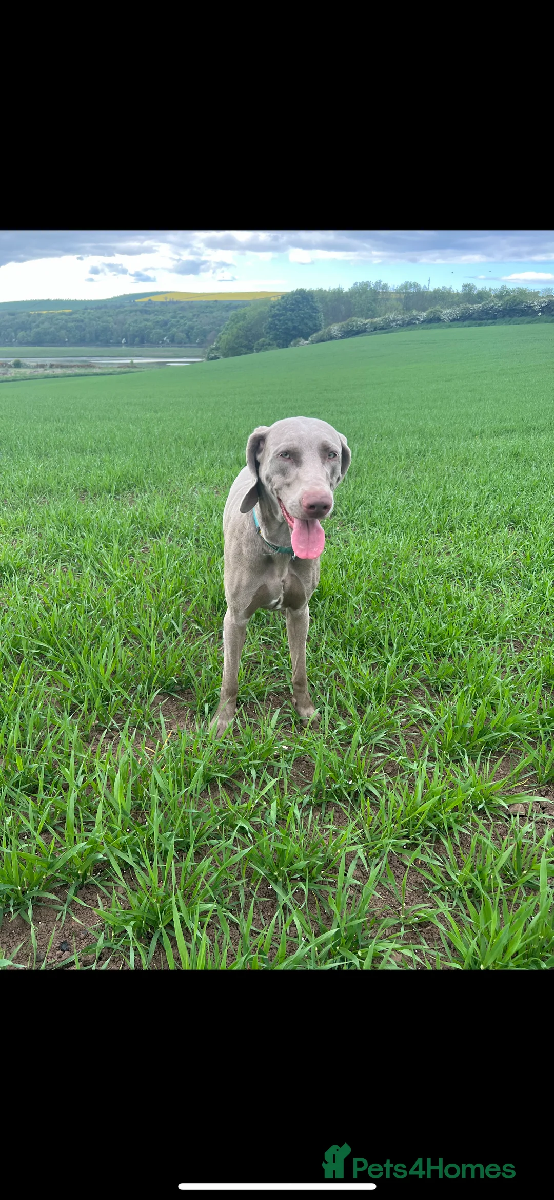 Weimaraner dogs for stud: Weimaraner for STUD  - Advert 1
