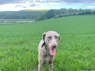 Weimaraner dogs Weimaraner for STUD - Advert 3