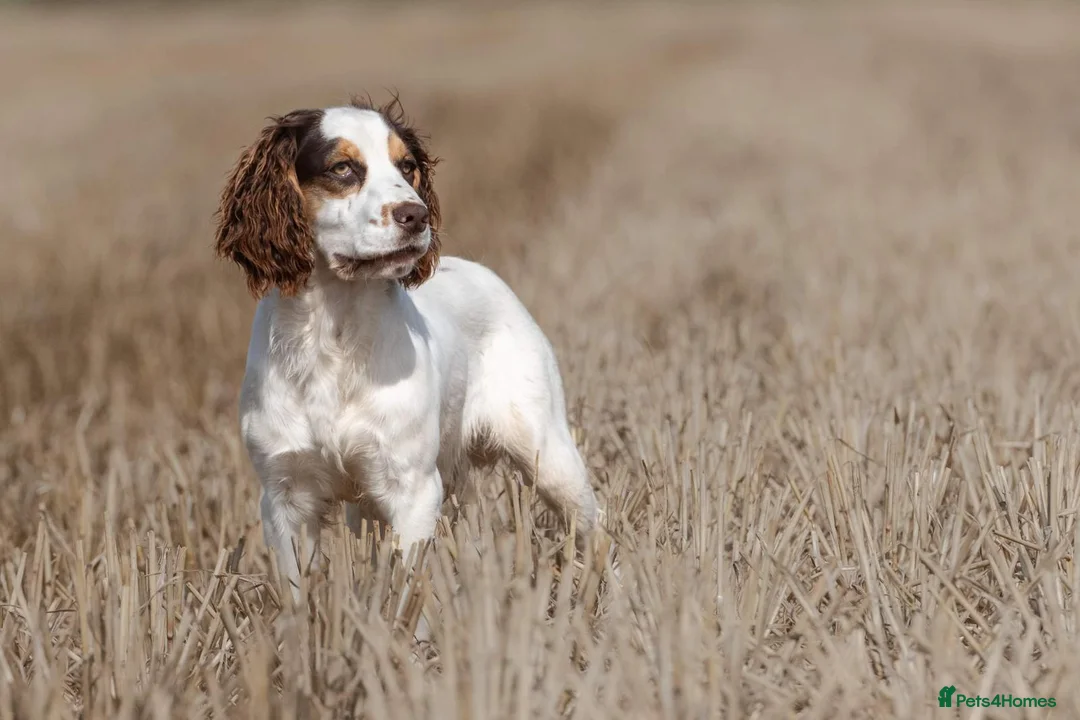 Cocker Spaniel dogs for sale: Working cocker spaniel puppies  - Advert 17