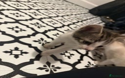 Domestic Shorthair cats for sale: 2 Male 2 female kittens  - Image 18