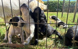Mixed Breed dogs for sale: Cocker spaniel cross pointer Puppies  - Image 4