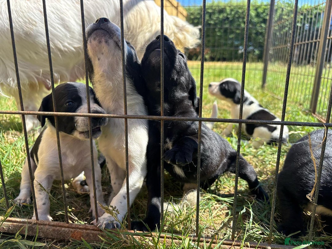 Mixed Breed dogs for sale: Cocker spaniel cross pointer Puppies  - Image 4