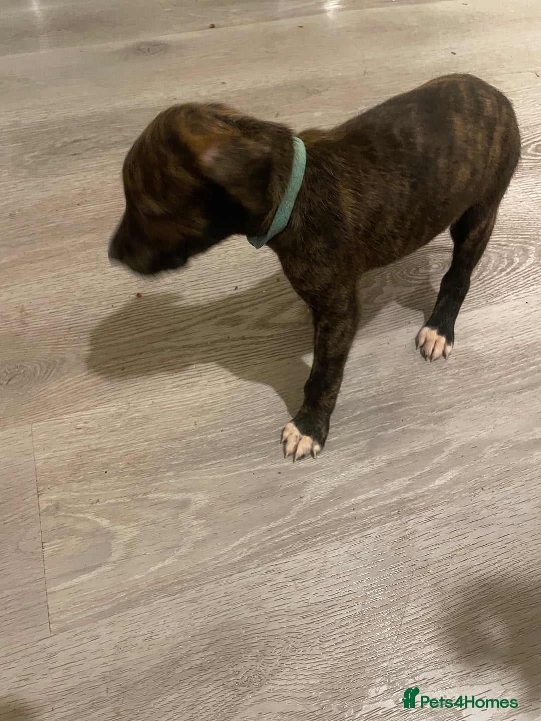 Lurcher dogs for sale: Greyhound/deerhound brindle lurchers - Advert 19