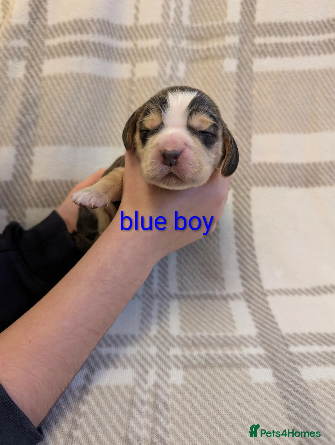 Cocker Spaniel dogs for sale: Cocker spaniel puppys! - Advert 12