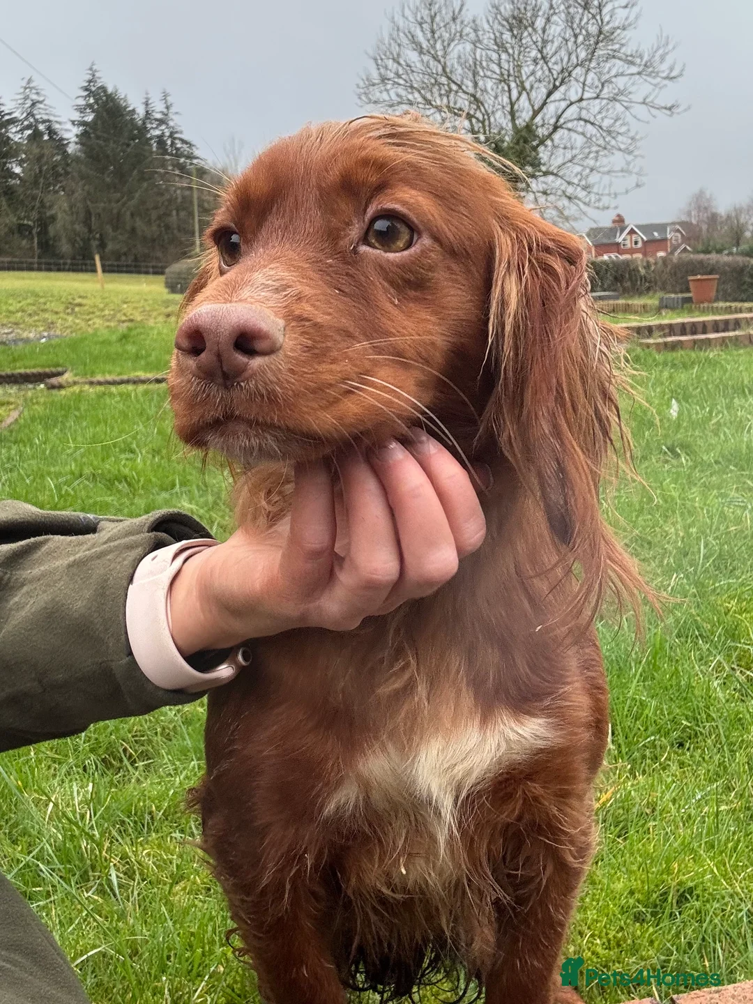 Cockapoo dogs for sale: Stunning Rare Chocolate Brown F1 Cockapoo Puppies - Advert 7