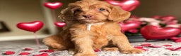 Cockapoo dogs for sale: WAITING LIST OPEN FOR SHOW SPANIELS AND COCKAPOOS - Advert 14