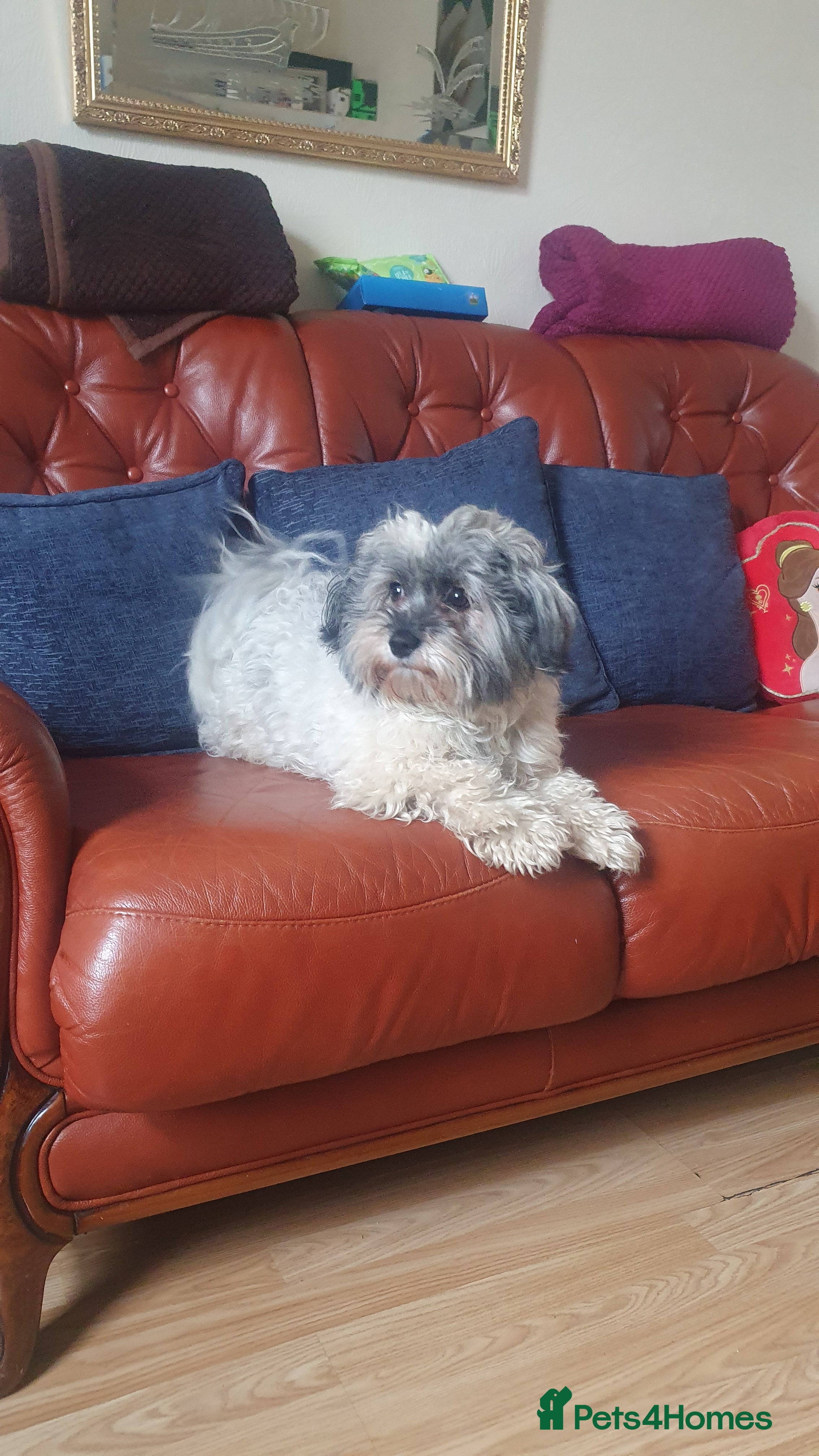 Bichon Frise dogs Charming Havachon for stud in Bury - Advert 3