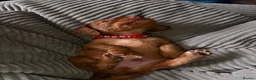 Cocker Spaniel dogs for sale: top class red cockers ready to leave now  - Advert 25