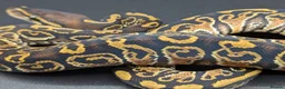 Python Snake reptiles for sale: Rack system with royals  - Advert 17