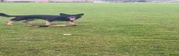 German Shepherd dogs for sale: 4 Year old Male German Shepherd  - Advert 7