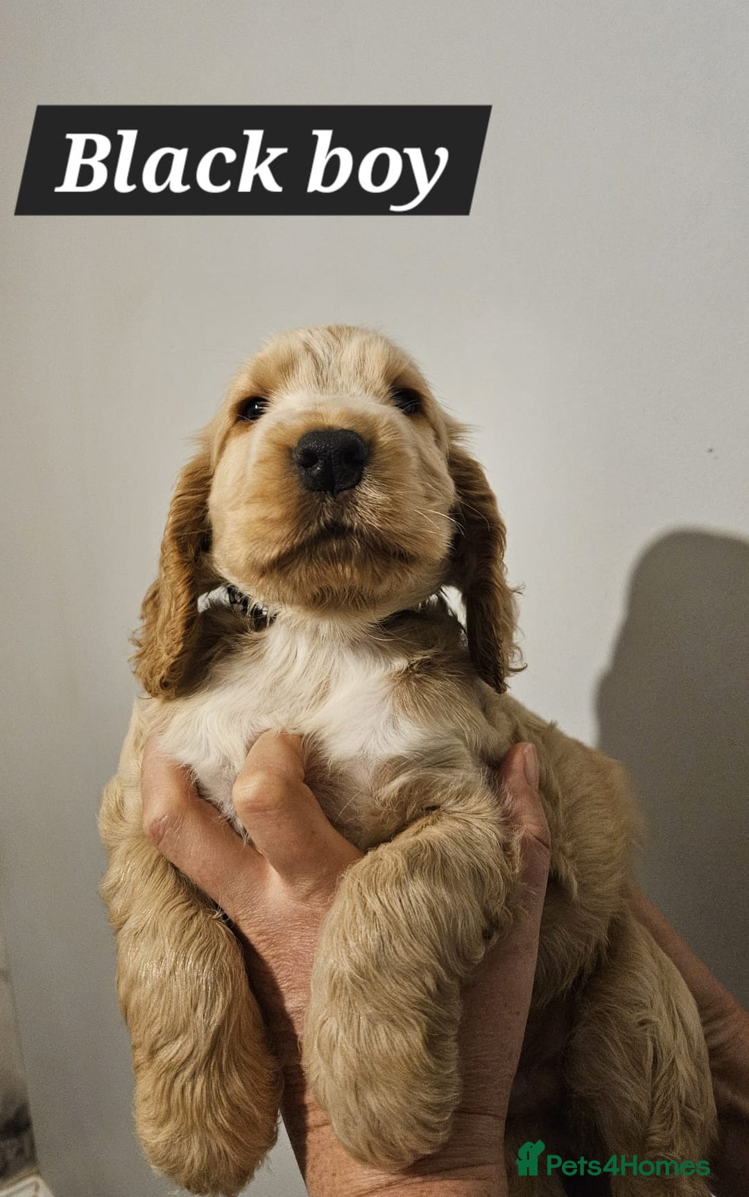 Cocker Spaniel dogs for sale: READY NOW ! Kc reg show cockers - Advert 7