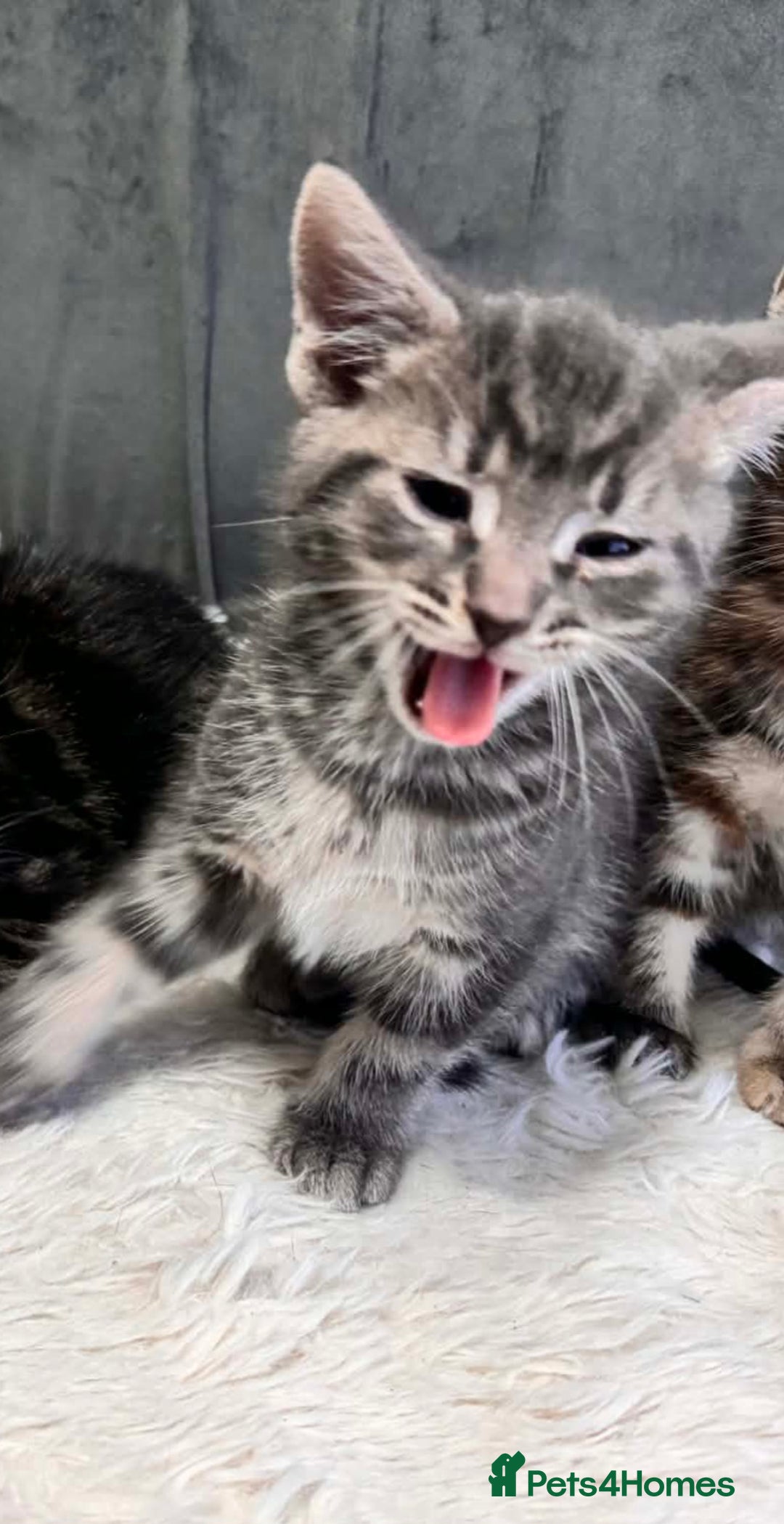 Bengal cats for sale: 3 kittens for sale - Advert 6