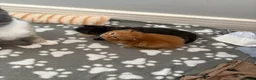 Maine Coon cats for sale: Gorgeous Maine Coon Kittens  - Advert 26