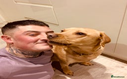 Labrador Retriever dogs for sale: My boy Lenny  - Image 24