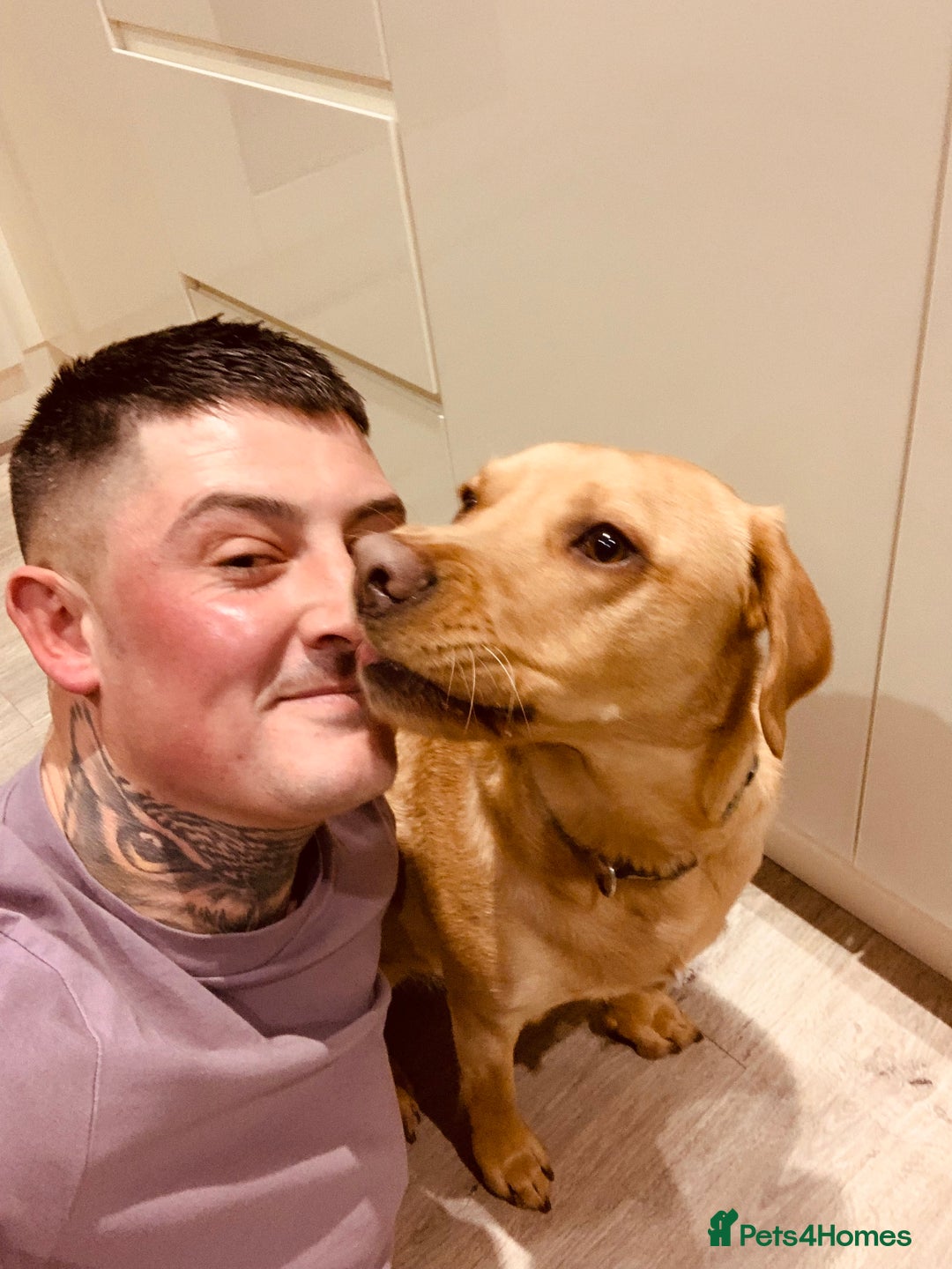 Labrador Retriever dogs for sale: My boy Lenny  - Image 24