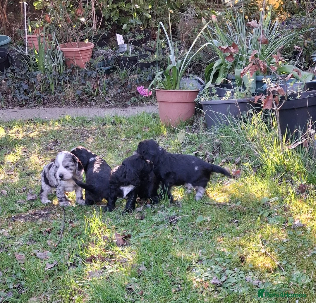 Cocker Spaniel dogs for sale: Gorgeous cocker spaniel puppies  - Advert 1