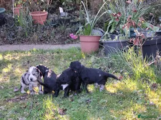 Cocker Spaniel dogs Gorgeous cocker spaniel puppies - Advert 2