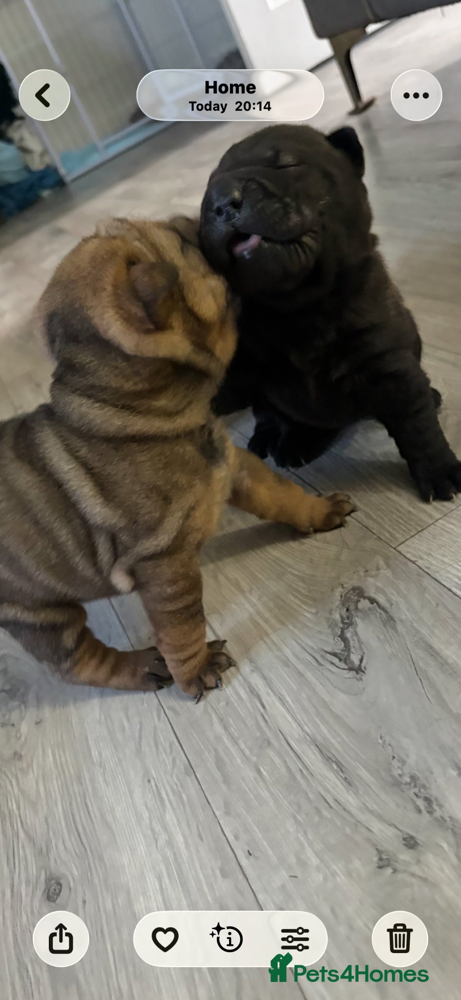 Shar Pei dogs Four shar pei puppies - Advert 1