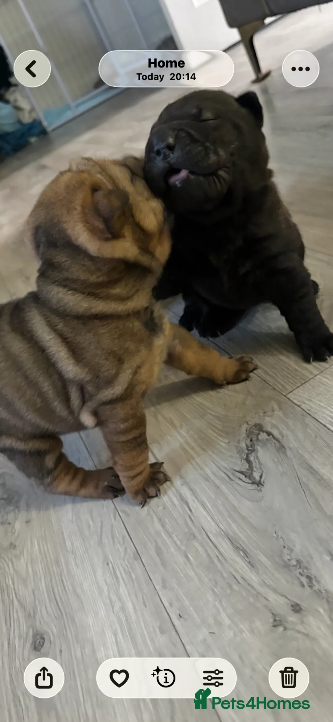 Shar Pei dogs for sale: Four shar pei puppies in Hartlepool - Advert 1