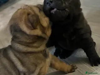 Shar Pei dogs Four shar pei puppies - Advert 1
