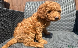 Miniature Poodle dogs for sale: Miniature poodle puppies in Weston-super-Mare - Advert 18