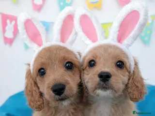 Cavapoo dogs READY TO LEAVE 🐕 CAVAPOO F1 Manchester - Advert 6