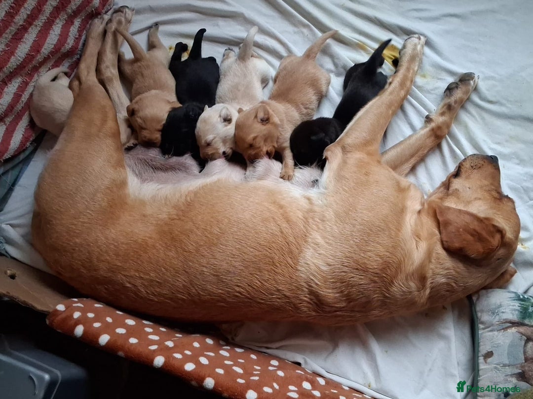 Labrador Retriever dogs for sale: Labrador Retriever Puppies (FIVE remaining) - Advert 4