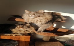 Maine Coon cats for sale: SHOW QUALITY MAINE COON KITTENS  - Image 12