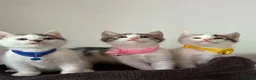 Ragcoon cats for sale: RAGCOONS ragdoll mainecoons - Advert 20