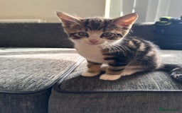Mixed Breed cats for sale: 7 mix breed healthy kittens  in Sheffield - Image 10