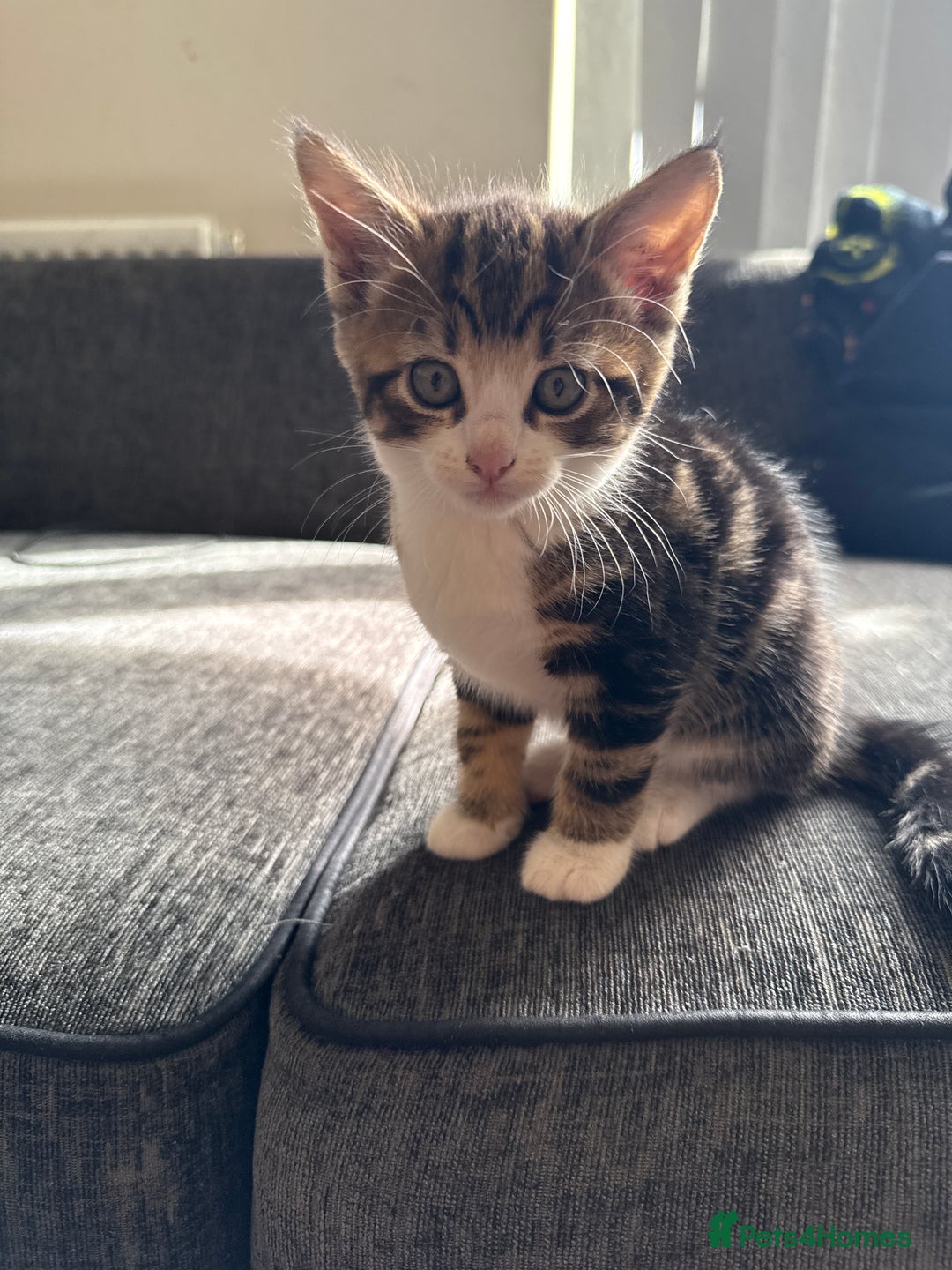 Mixed Breed cats for sale: 7 mix breed healthy kittens  in Sheffield - Image 10