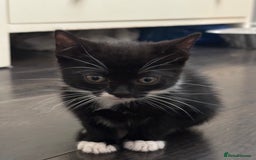 Mixed Breed cats for sale: Mixed breed kittens  - Image 9