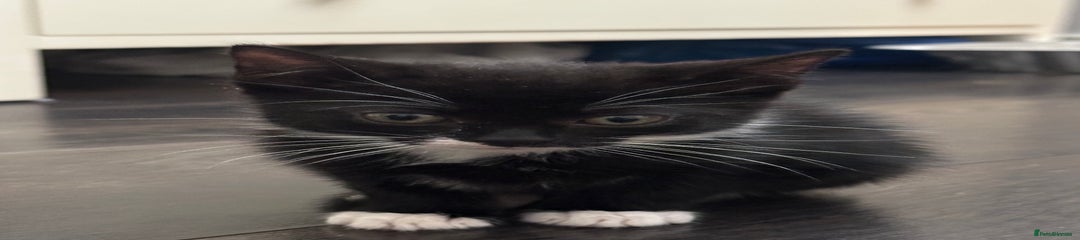 Tuxie