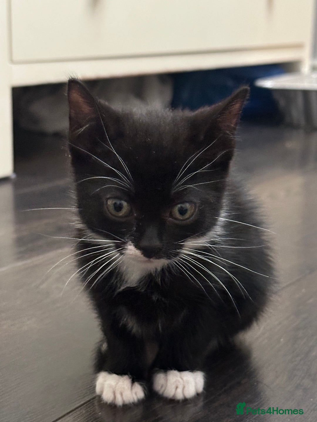 Mixed Breed cats for sale: Mixed breed kittens  - Image 9