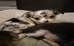 Chihuahua dogs for sale: Chihuahua Females - Merle - Image 6