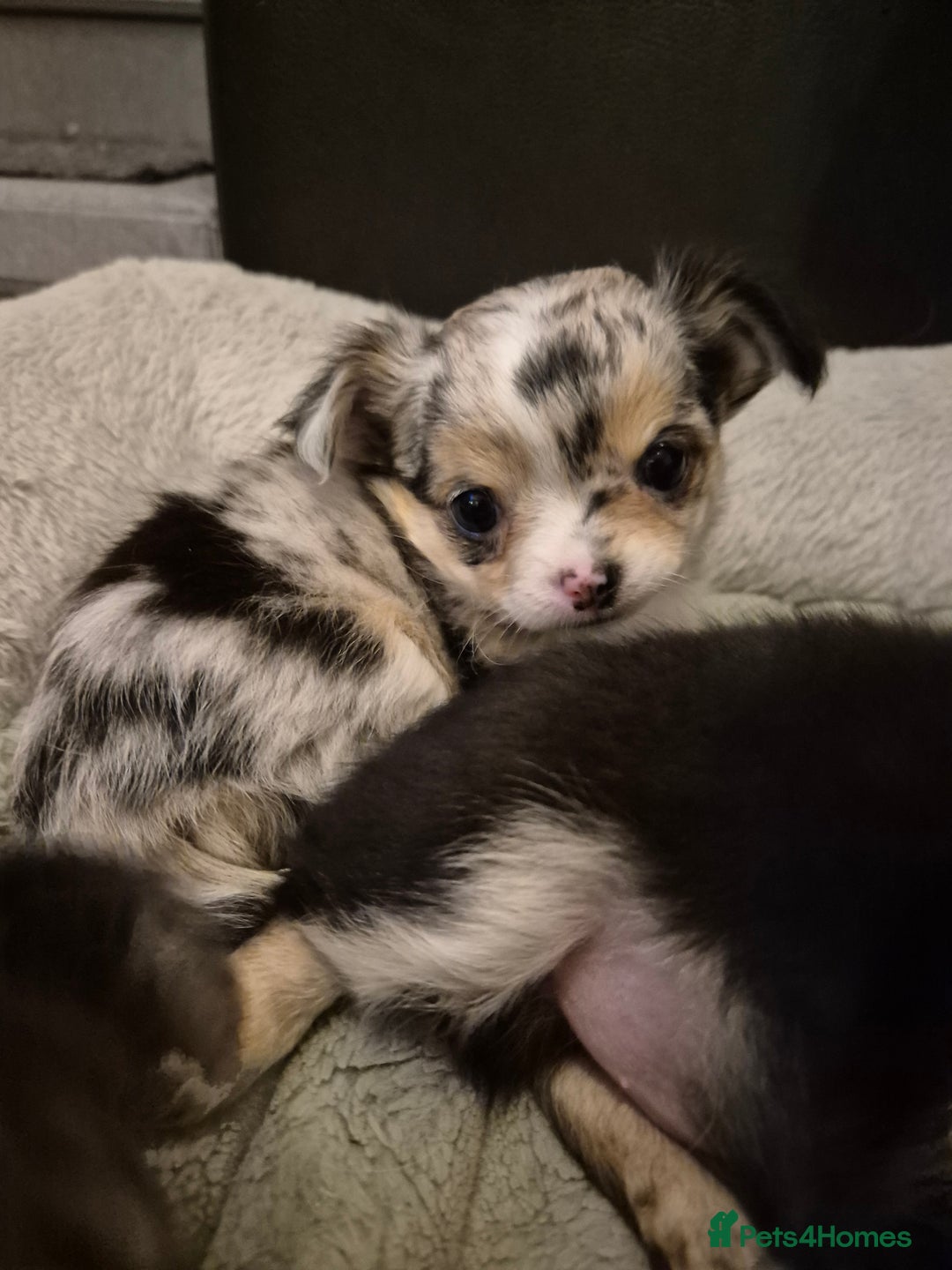 Chihuahua dogs for sale: Chihuahua Females - Merle - Image 6
